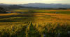 Marlborough Vineyards, New-Zealand