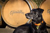 Vineyard Dog at Gibbston Valley in Central Otago 