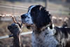 Vineyard Dog at Felton Road in Central Otago