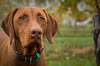 Vineyard Dog at Te Whare Ra in Marlborough