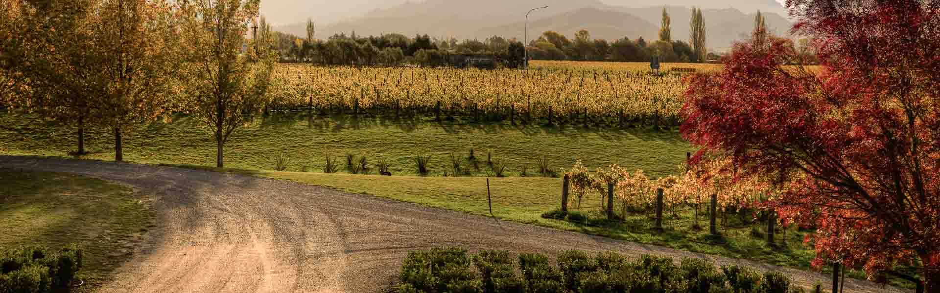 Fromm 
              Vineyard in Autumn