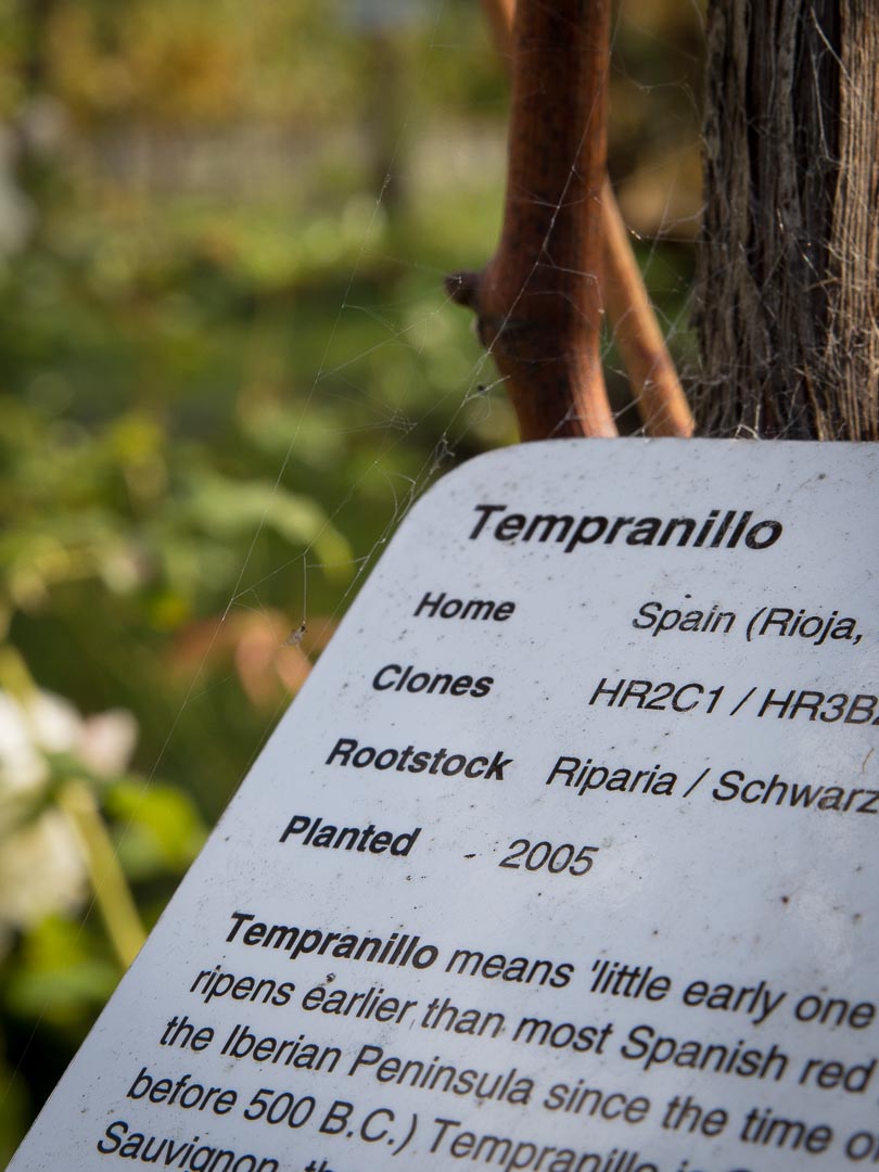 Tempranillo grapes at Hans Herzog Estate Marlborough