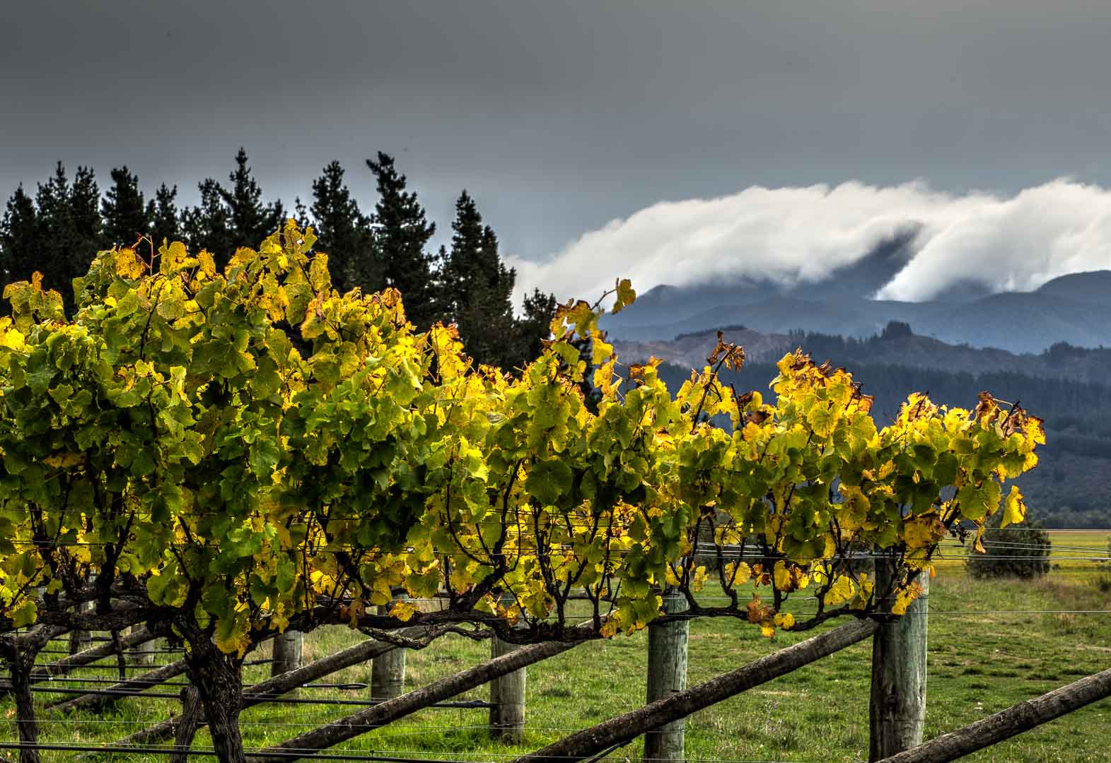 Seresin Estate Sauvignon Blanc - Marlborough