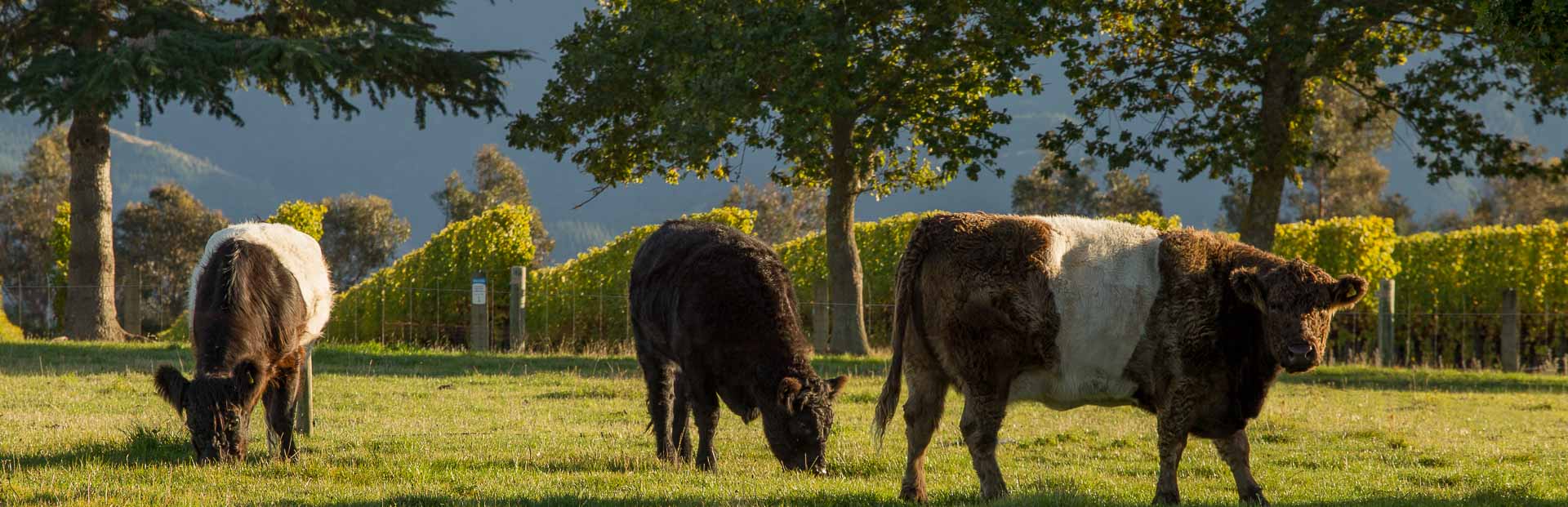 Te Whare Ra Organic Farming - Marlborough