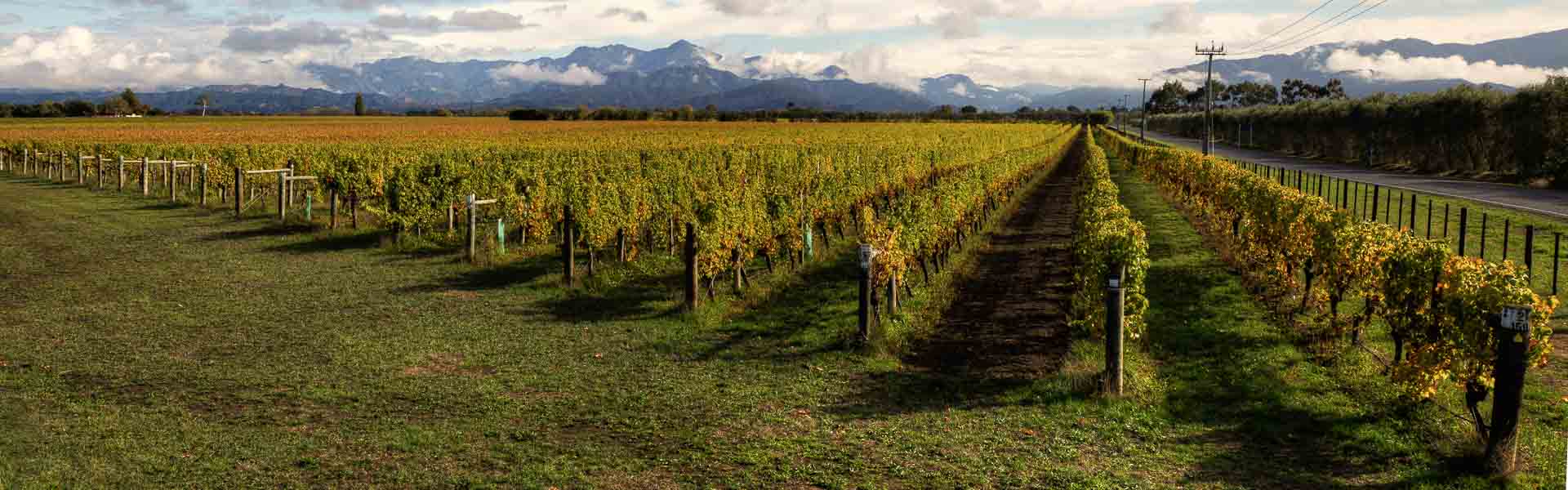 Marlborough Vineyards