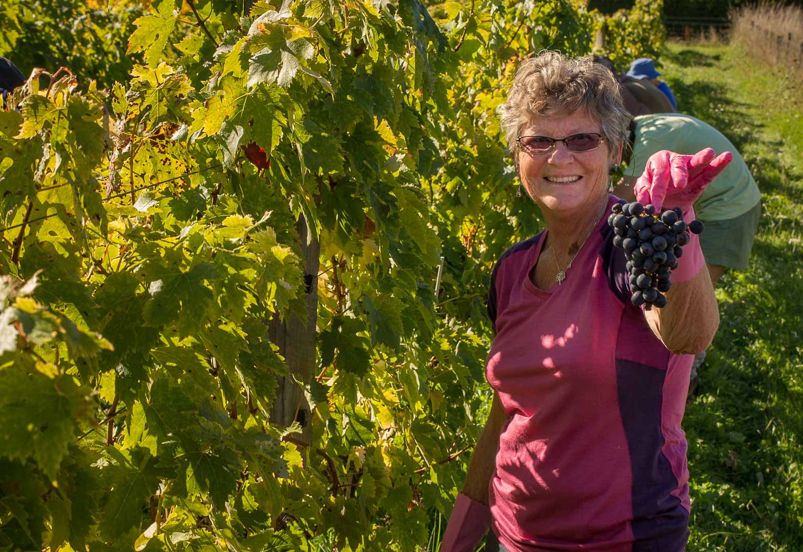 Greenhough Vineyards, Nelson