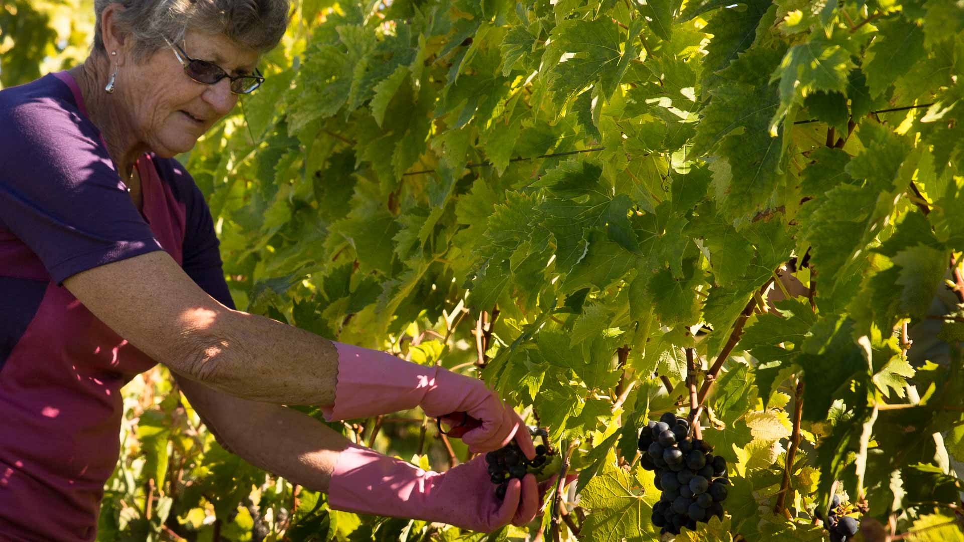 Harvest at Blackenbrook Vineyard, Nelson, New Zealand