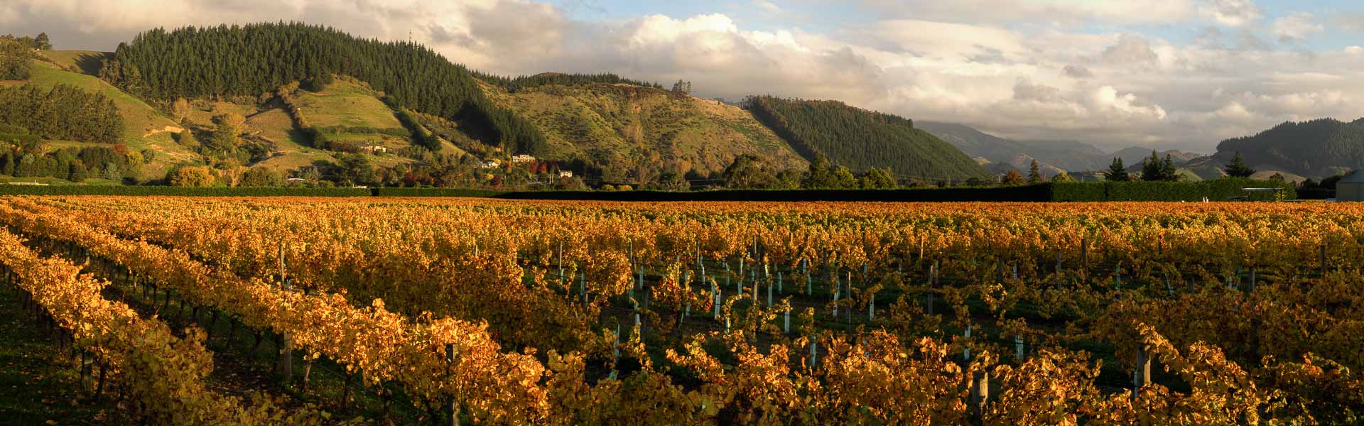 View over Greenhough Vineyard - Nelson