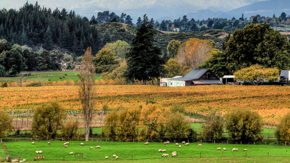 Nelson Vineyards New Zealand