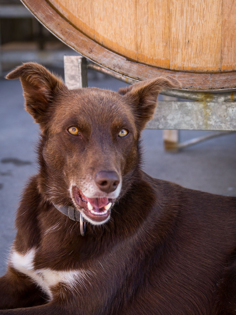 Wine Dog, Neudorf, Nelson