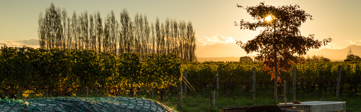 View across Richmond Plains, Nelson