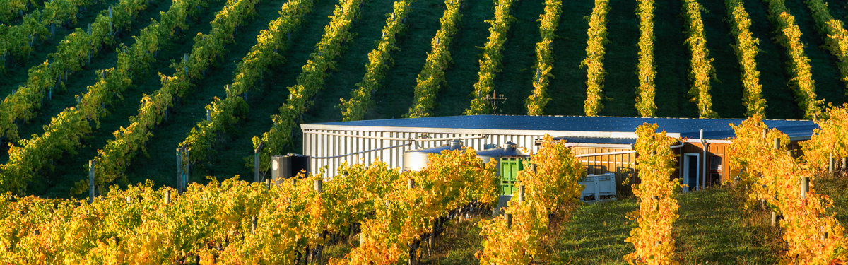 Rimu Grove Vineyard, Nelson