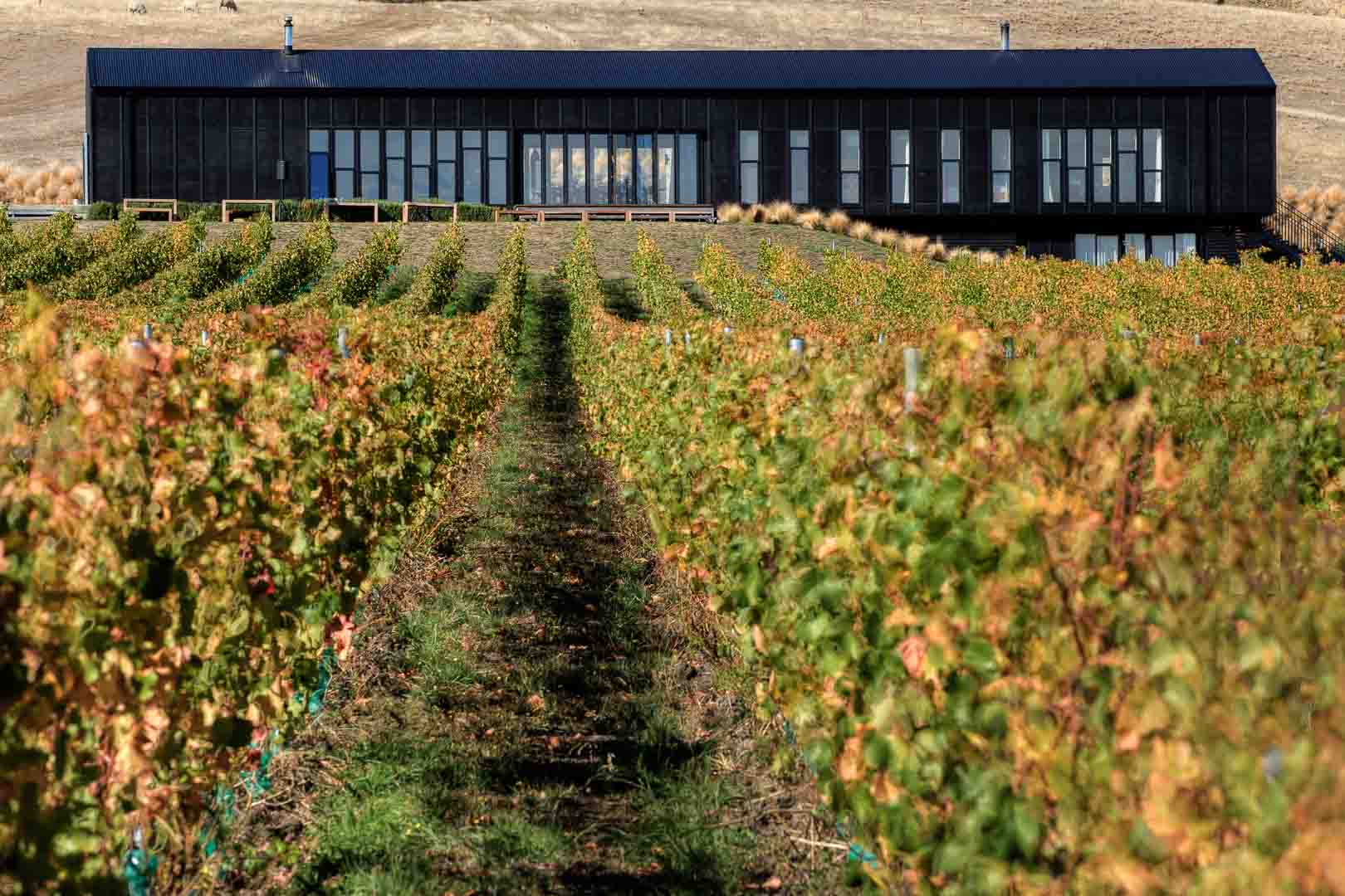 Black Estate Vineyard Waipara