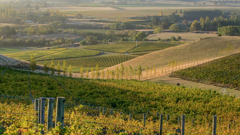 Greystone Vineyard Top Block Waipara