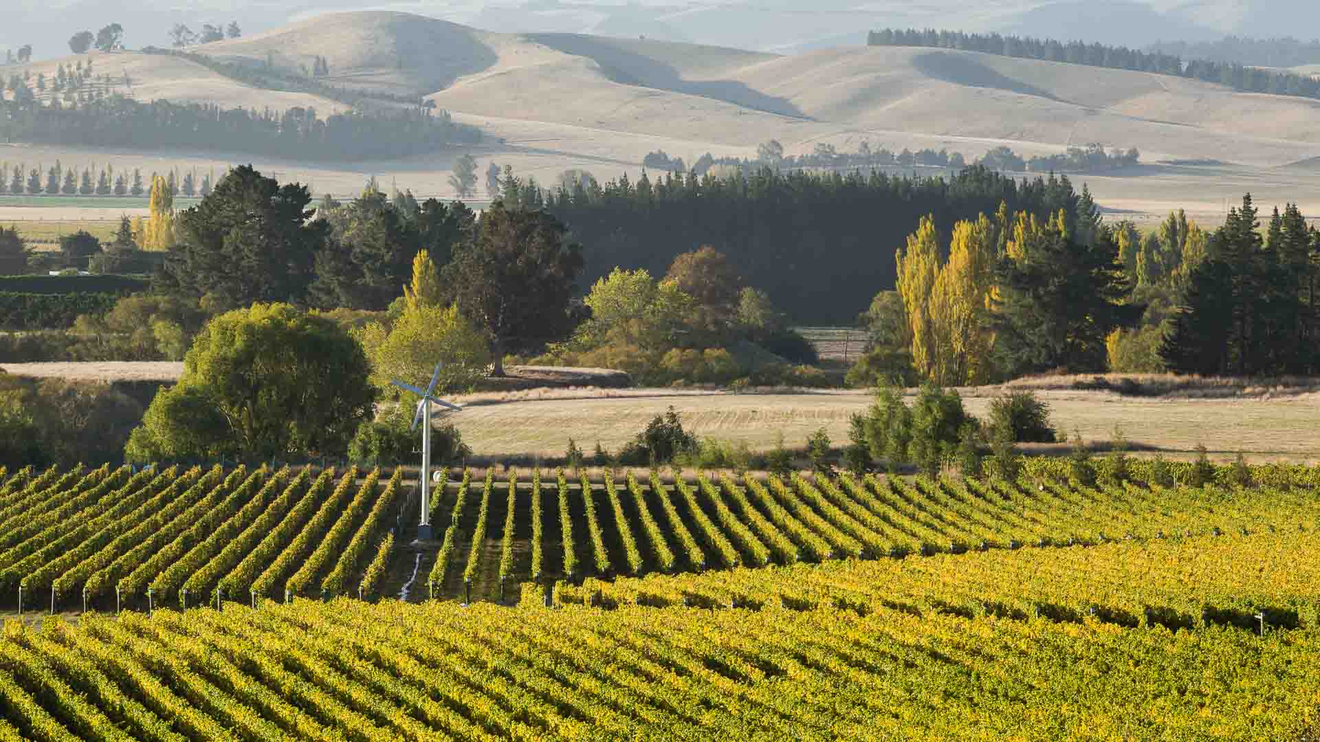 Waipara-Wine-Christchurch-New-Zealand